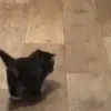🐈‍⬛ Эмодзи «Котики3333» для Telegram