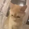 🐈‍⬛ Эмодзи «Котики3333» для Telegram