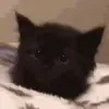 🐈‍⬛ Эмодзи «Котики3333» для Telegram