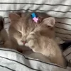 💗 Эмодзи «Котики3333» для Telegram
