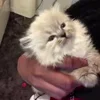 🐈‍⬛ Эмодзи «Котики3333» для Telegram