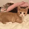 🐈‍⬛ Эмодзи «Котики3333» для Telegram