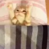 🐈‍⬛ Эмодзи «Котики3333» для Telegram