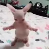 🐈‍⬛ Эмодзи «Котики3333» для Telegram