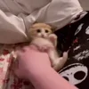 🐈‍⬛ Эмодзи «Котики3333» для Telegram