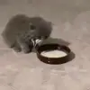 🐈‍⬛ Эмодзи «Котики3333» для Telegram