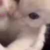 🐈‍⬛ Эмодзи «Котики3333» для Telegram