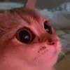 💗 Эмодзи «Котики3333» для Telegram