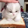 🐈‍⬛ Эмодзи «Котики3333» для Telegram