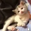 💗 Эмодзи «Котики3333» для Telegram