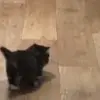 🐈‍⬛ Эмодзи «Котики3333» для Telegram