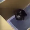 ❤️ Эмодзи «Котики3333» для Telegram
