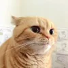 🐈‍⬛ Эмодзи «Котики3333» для Telegram