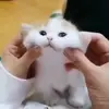 🐈‍⬛ Эмодзи «Котики3333» для Telegram