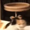 🐈‍⬛ Эмодзи «Котики3333» для Telegram
