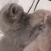 🐈‍⬛ Эмодзи «Котики3333» для Telegram