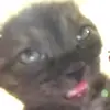 🐈‍⬛ Эмодзи «Котики3333» для Telegram