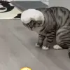 🐈‍⬛ Эмодзи «Котики3333» для Telegram