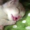 🐈‍⬛ Эмодзи «Котики3333» для Telegram