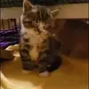 🐈‍⬛ Эмодзи «Котики3333» для Telegram