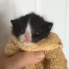 🐈‍⬛ Эмодзи «Котики3333» для Telegram