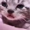 🐈‍⬛ Эмодзи «Котики3333» для Telegram