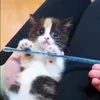🐈‍⬛ Эмодзи «Котики3333» для Telegram