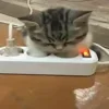 🐈‍⬛ Эмодзи «Котики3333» для Telegram