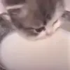 🐈‍⬛ Эмодзи «Котики3333» для Telegram