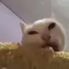 🐈‍⬛ Эмодзи «Котики3333» для Telegram