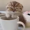 🐈‍⬛ Эмодзи «Котики3333» для Telegram