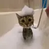 🐈‍⬛ Эмодзи «Котики3333» для Telegram
