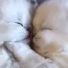 💗 Эмодзи «Котики3333» для Telegram