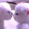 🐈‍⬛ Эмодзи «Котики3333» для Telegram