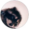 🦝 Эмодзи «Для важных переговоров» для Telegram