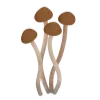 🍄‍🟫 Эмодзи «Волшебный» для Telegram