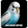 🐦 Эмодзи «Вряд» для Telegram
