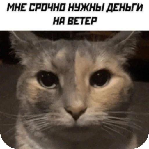 👍 Стикер «Взял стик пак=Нет матери» для Telegram