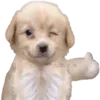 👍 Эмодзи «Dogo #dog #animals #cute» для Telegram