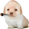 😮‍💨 Эмодзи «Dogo #dog #animals #cute» для Telegram