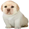🥲 Эмодзи «Dogo #dog #animals #cute» для Telegram