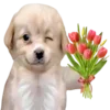 🥳 Эмодзи «Dogo #dog #animals #cute» для Telegram