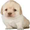 🫤 Эмодзи «Dogo #dog #animals #cute» для Telegram