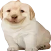 🤪 Эмодзи «Dogo #dog #animals #cute» для Telegram