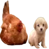 🫠 Эмодзи «Dogo #dog #animals #cute» для Telegram