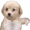 👎 Эмодзи «Dogo #dog #animals #cute» для Telegram