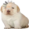 😮 Эмодзи «Dogo #dog #animals #cute» для Telegram