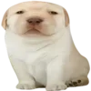 🤯 Эмодзи «Dogo #dog #animals #cute» для Telegram