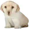 😢 Эмодзи «Dogo #dog #animals #cute» для Telegram