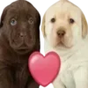 😘 Эмодзи «Dogo #dog #animals #cute» для Telegram